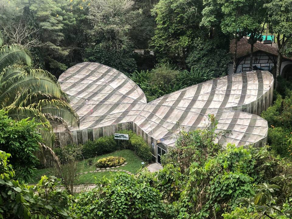 [Image of Mariposas coloridas en el Mariposario del Jardín Botánico del Quindío]